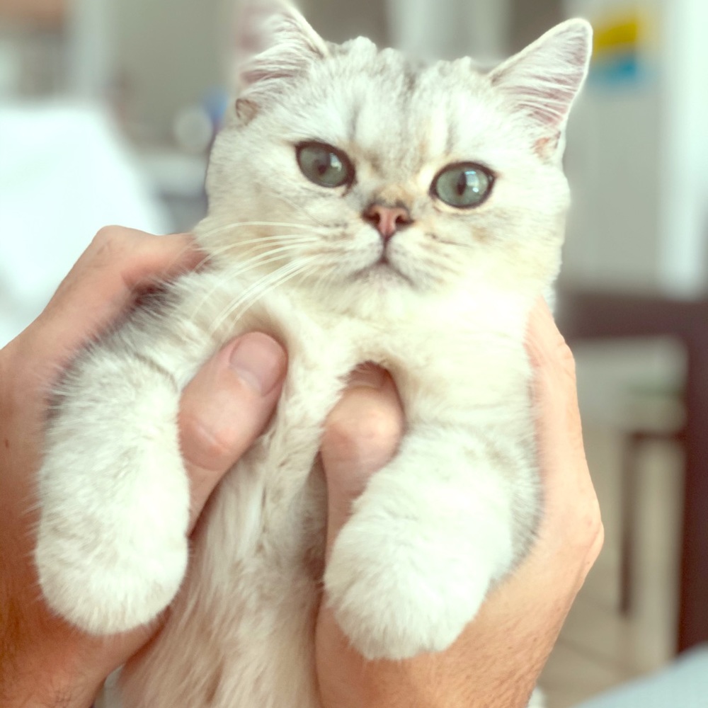 Armani Exchange Faux Leather studded dress